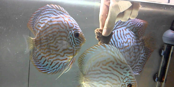 Discus Eating Discus Fish Feeding & Nutrition – Myrtle Beach Discus