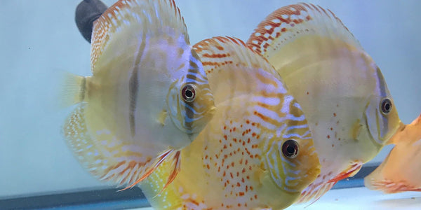 Discus Fish History & Origin – Myrtle Beach Discus