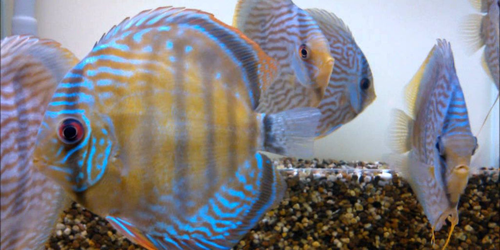 The Heckel Discus – Myrtle Beach Discus
