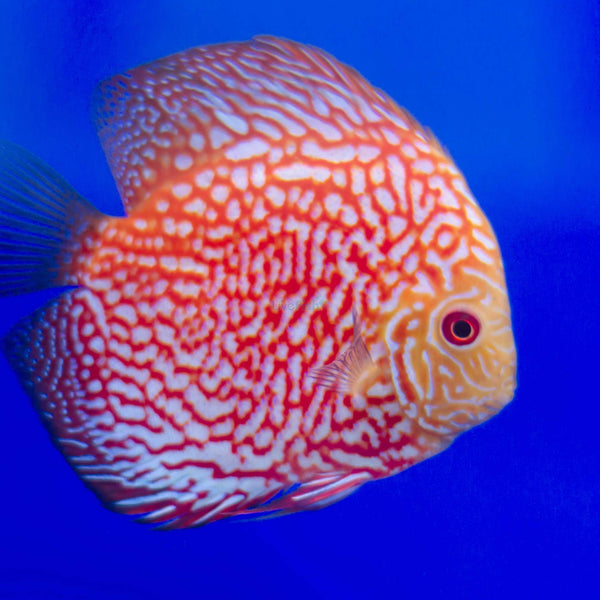 Blue Pigeon Blood Discus