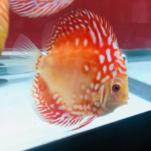 Discus Monkey #All Discus – Myrtle Beach Discus