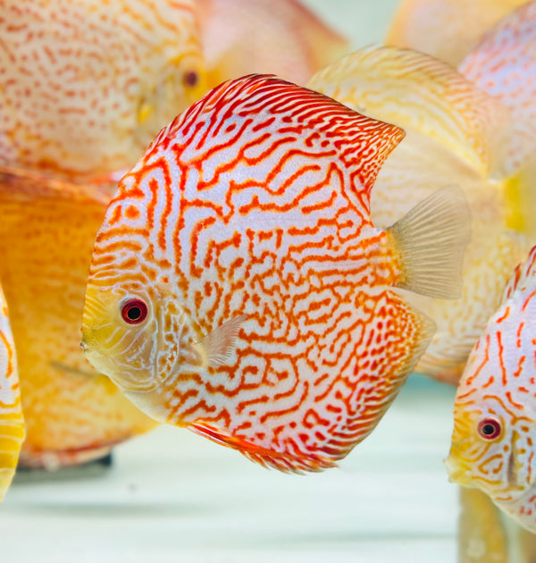 White Carnation Pigeon Discus