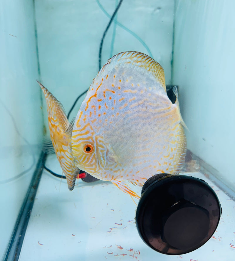 Yellow Panda X Striped Pigeon Discus Potential Pair