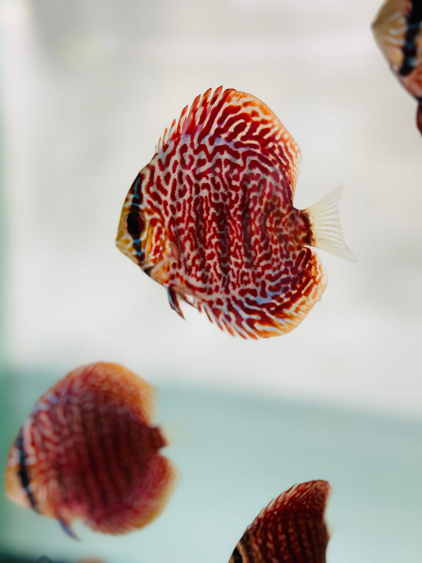Maze Viper Discus