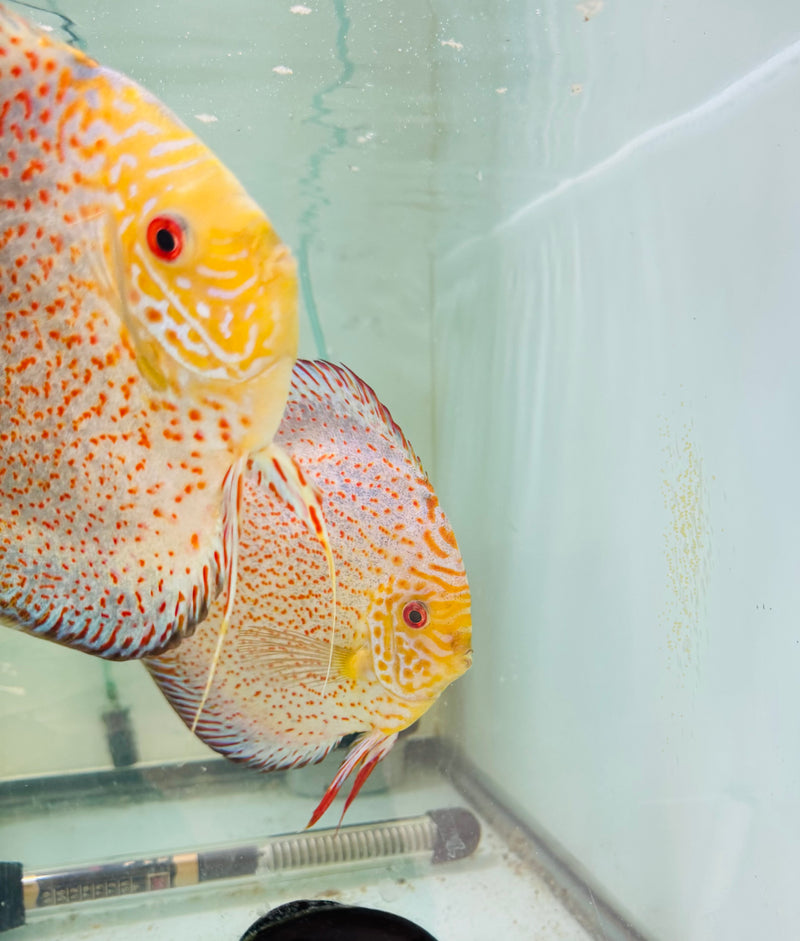 Spotted Pigeon X White Leopard Discus Potential Pair