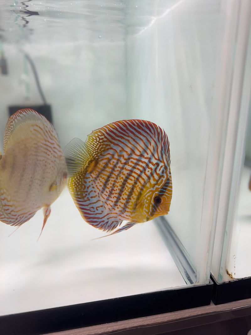 Blue Wild Cross X Spotted Green Turquoise Discus Potential Pair