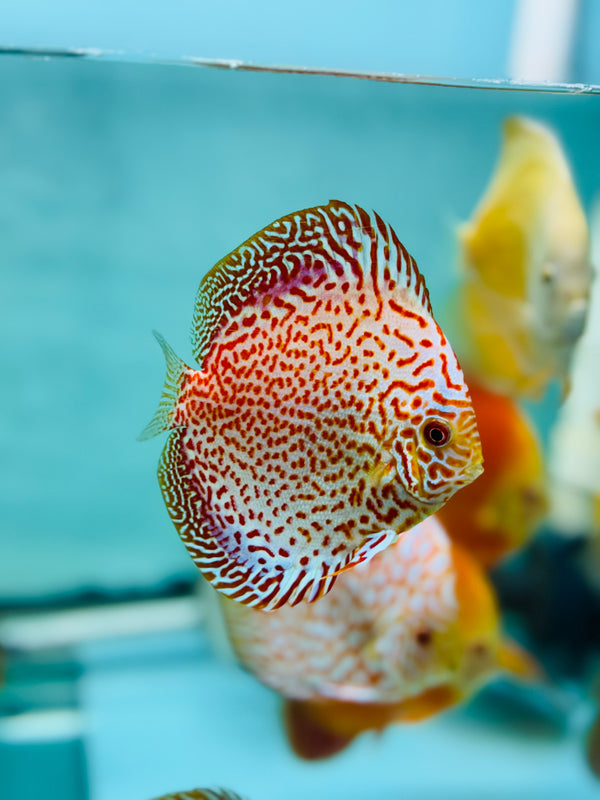 Golden Leopard Snakeskin Discus