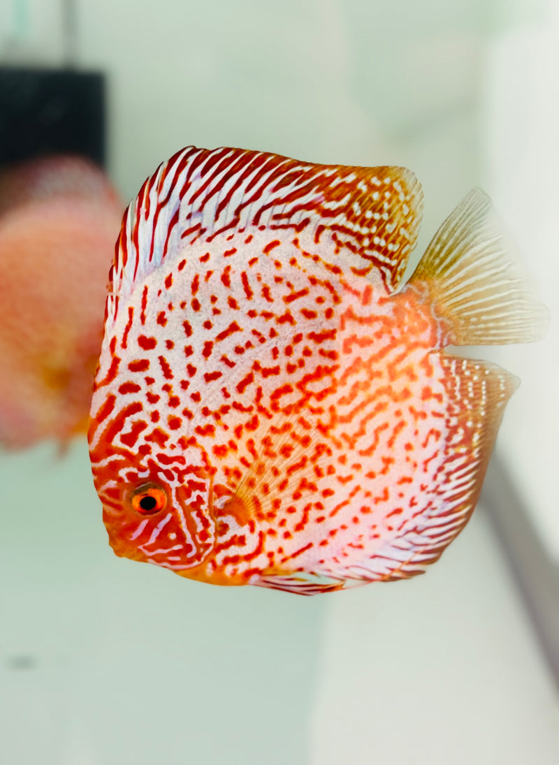 White Leopard Discus Potential Pair