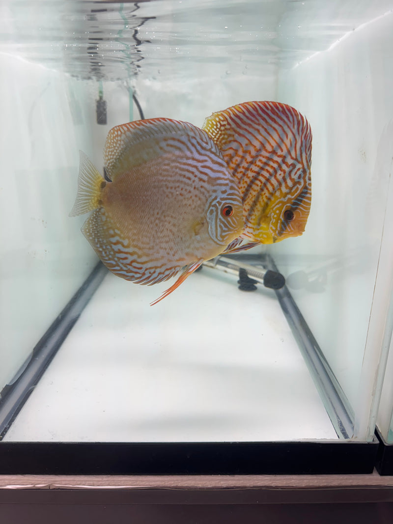 Blue Wild Cross X Spotted Green Turquoise Discus Potential Pair