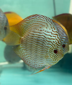 Brilliant Green Discus(TonyTan/IP Discus)