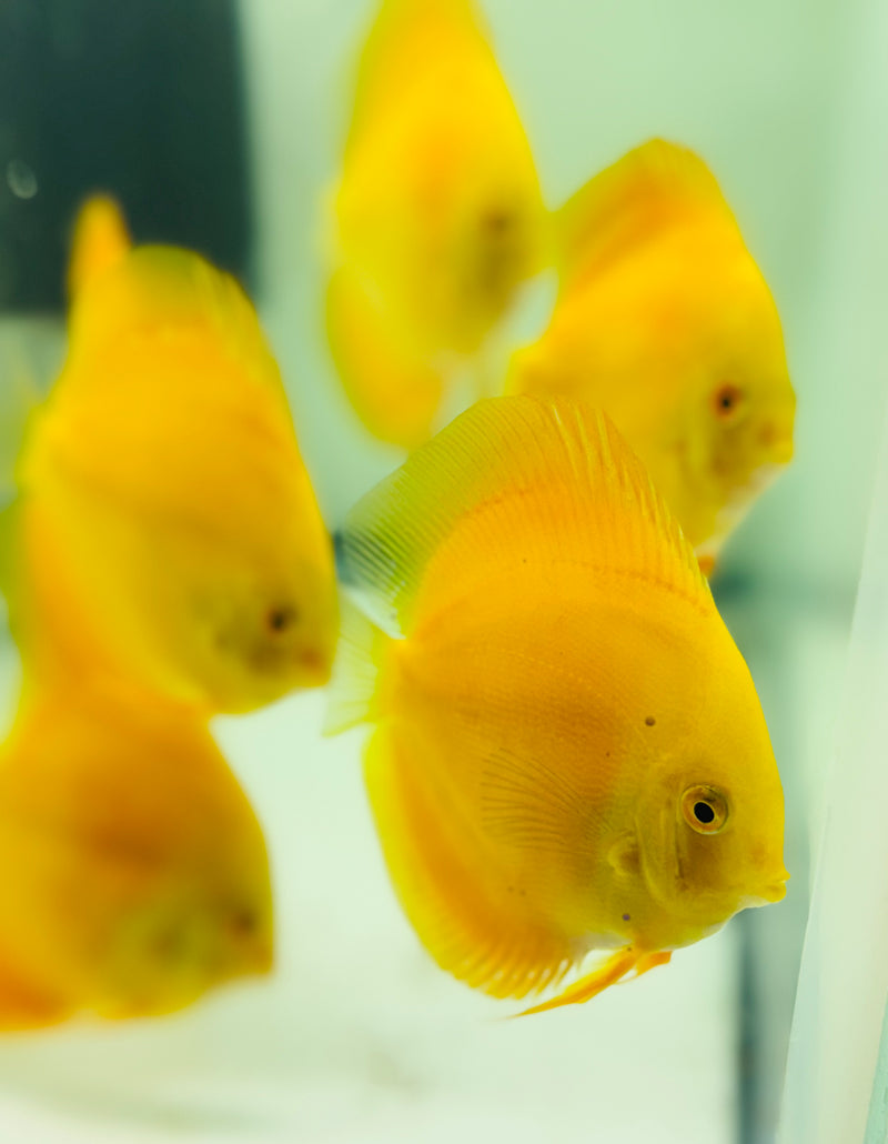 Golden Lollipop Discus