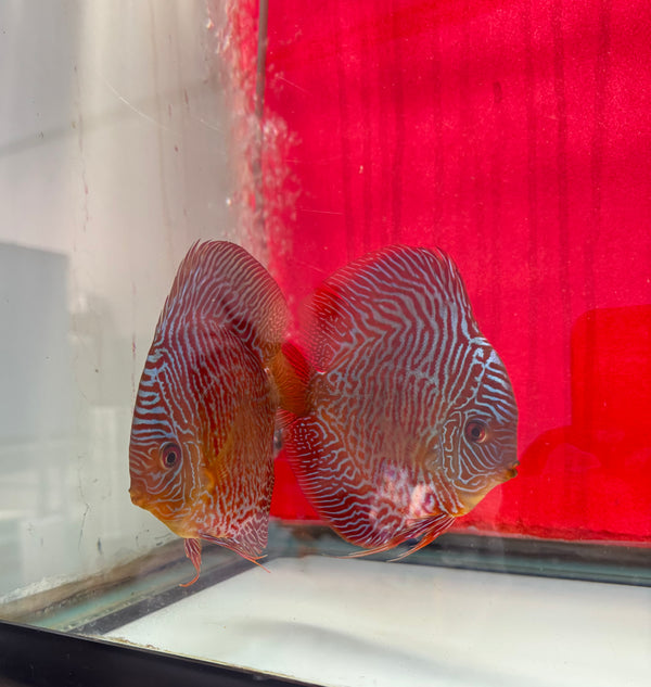 Super Red Bamboo Cobra Discus Potential Pair
