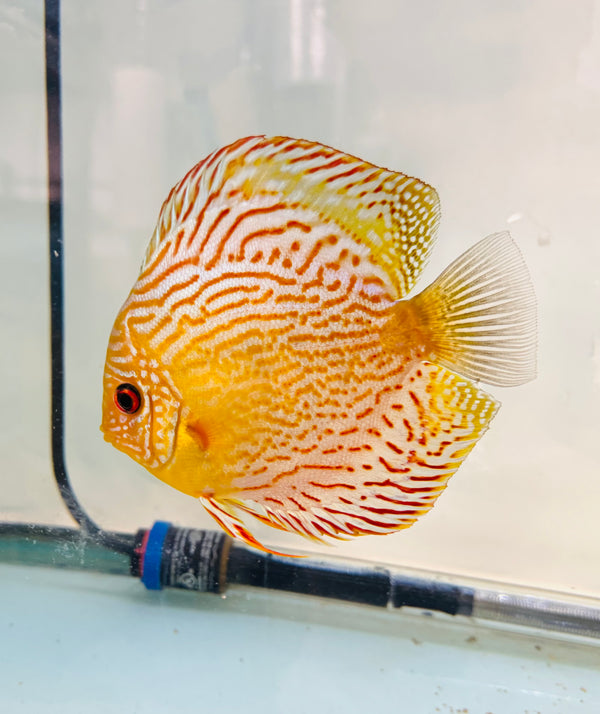 Spotted Green Tefe Discus Potential Pair