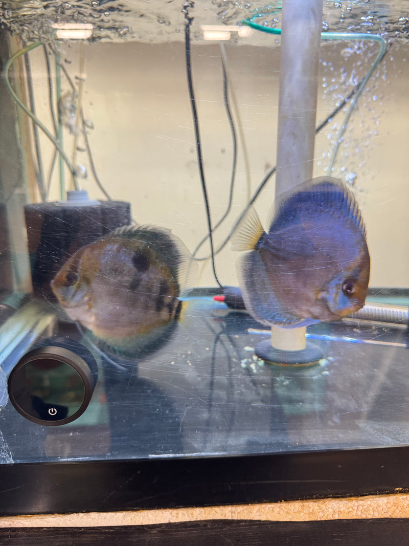 Blue Ghost w/Heckel Gene Discus Potential Pair