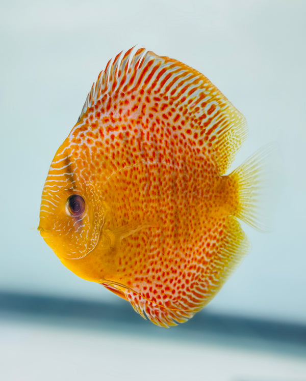 Spotted Green Tefe Snakeskin Discus