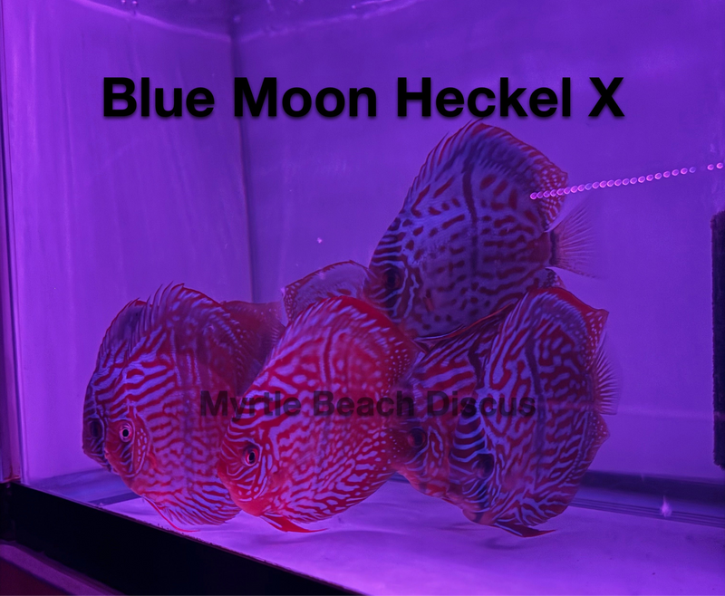 Blue Moon Heckel X