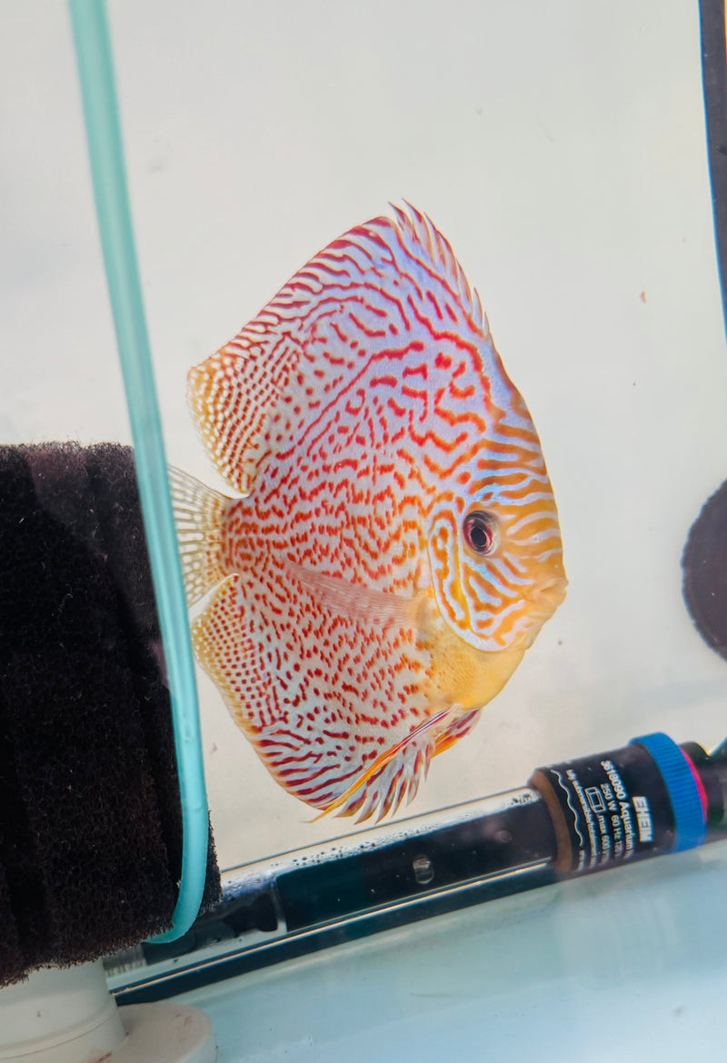 Red Diamond Spotted Discus