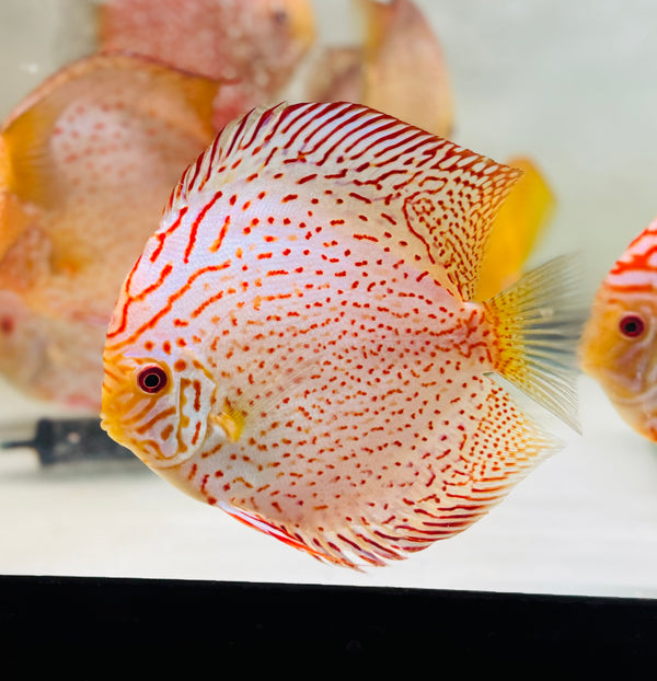 Golden Panthera Discus