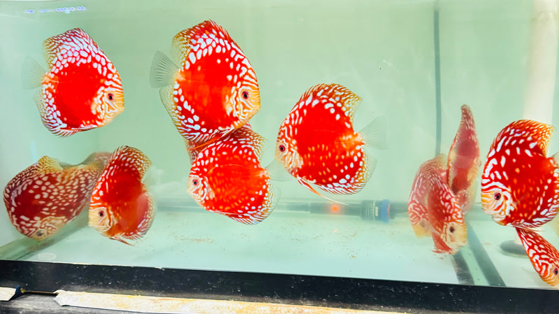 Super Red Rafflesia Discus