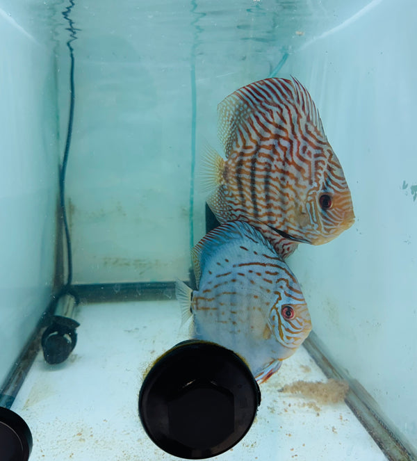 Royal Blue X Royal Flora Discus Potential Pair