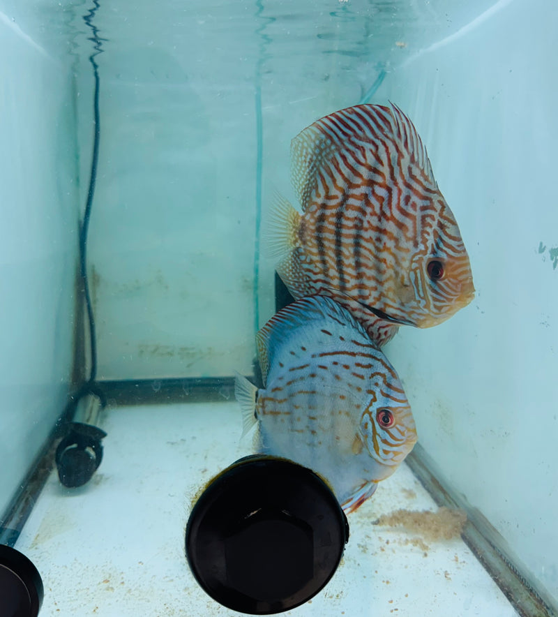 Royal Blue X Royal Flora Discus Potential Pair