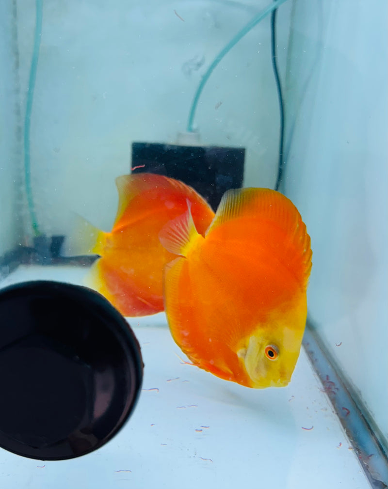 Red Golden Diamond X Golden Knight Discus Potential Pair