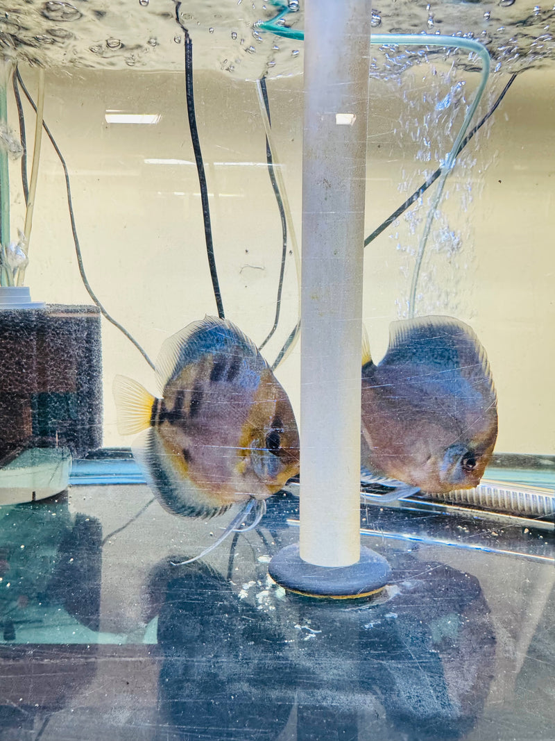 Blue Ghost w/Heckel Gene Discus Potential Pair