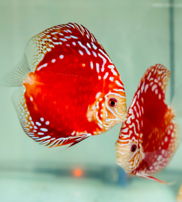 Super Red Rafflesia Discus