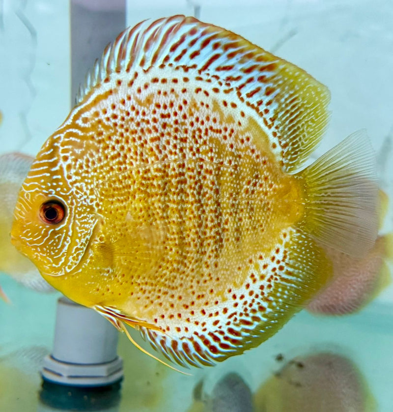 Spotted Green Tefe Snakeskin Discus