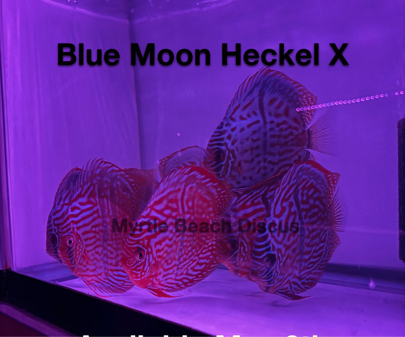 Blue Moon Heckel X