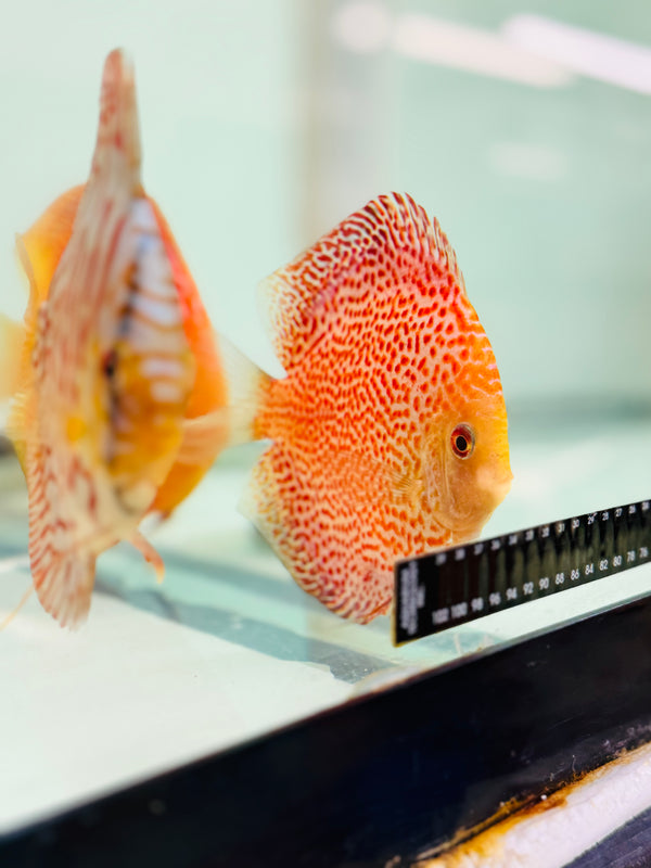 Pigeon Eruption Discus