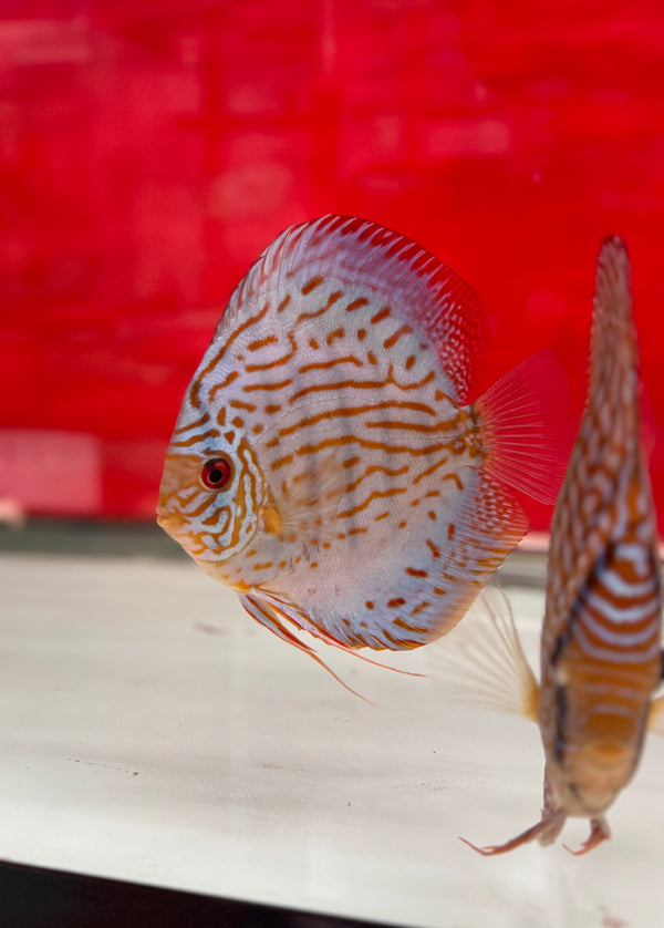 Altum Flora X Royal Blue Discus Potential Pair