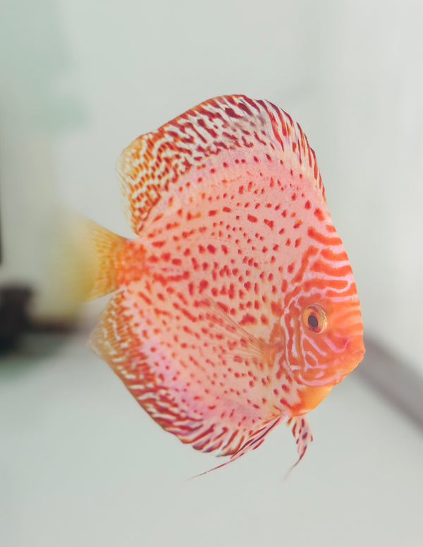 White Leopard Discus Potential Pair
