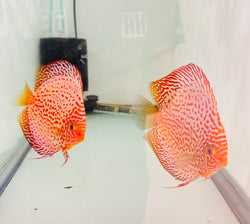 White Leopard Discus Potential Pair