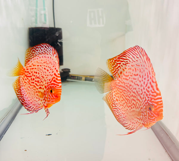 White Leopard Discus Potential Pair