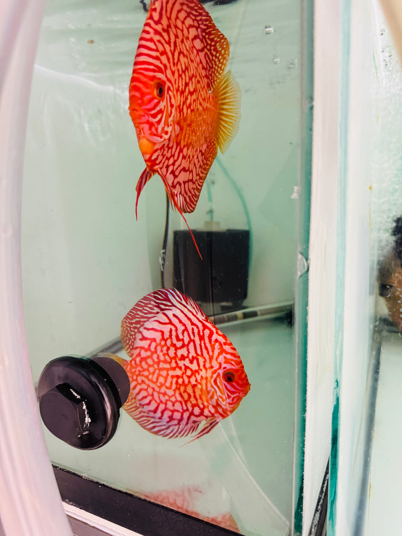 Blood Eagle Discus Potential Pair