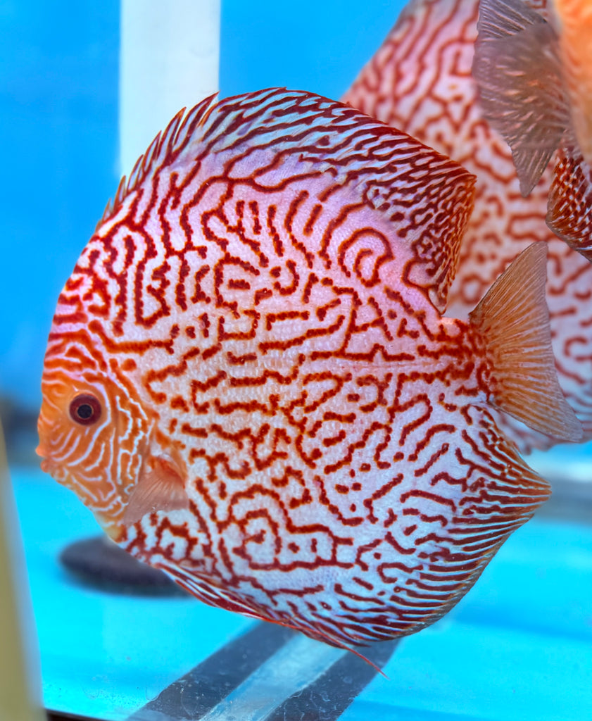 Carnation Checkerboard Discus
