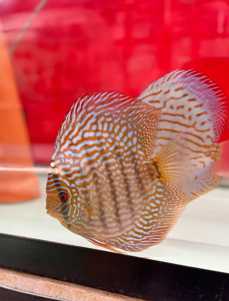 Altum Flora X Royal Blue Discus Potential Pair