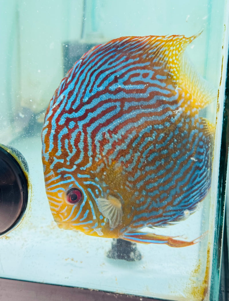 King Viper X Red Turquoise Discus Potential Pair