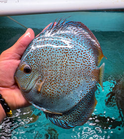 Blue Scorpion Snakeskin Discus(Tony Tan/IP Discus)