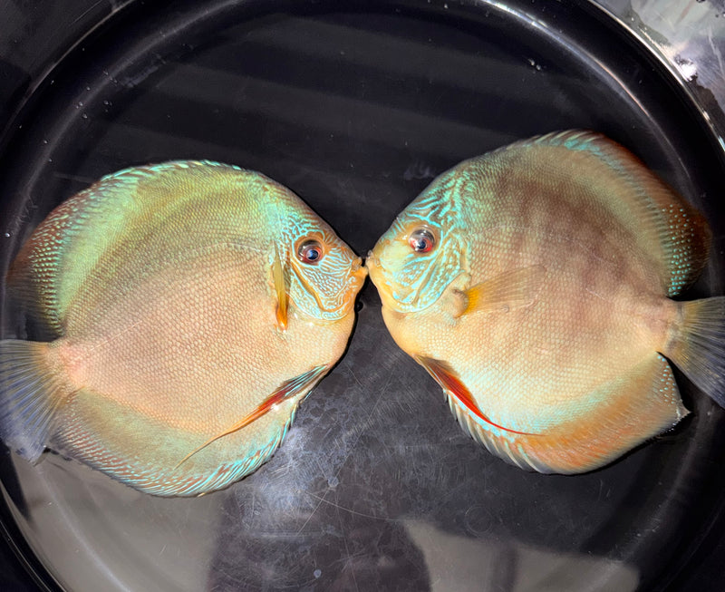 Batik Blue Snakeskin Discus – Myrtle Beach Discus