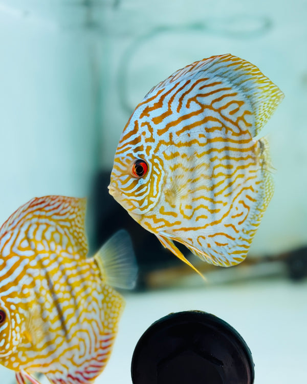 Blue Flora X Altum Flora Discus Potential Pair