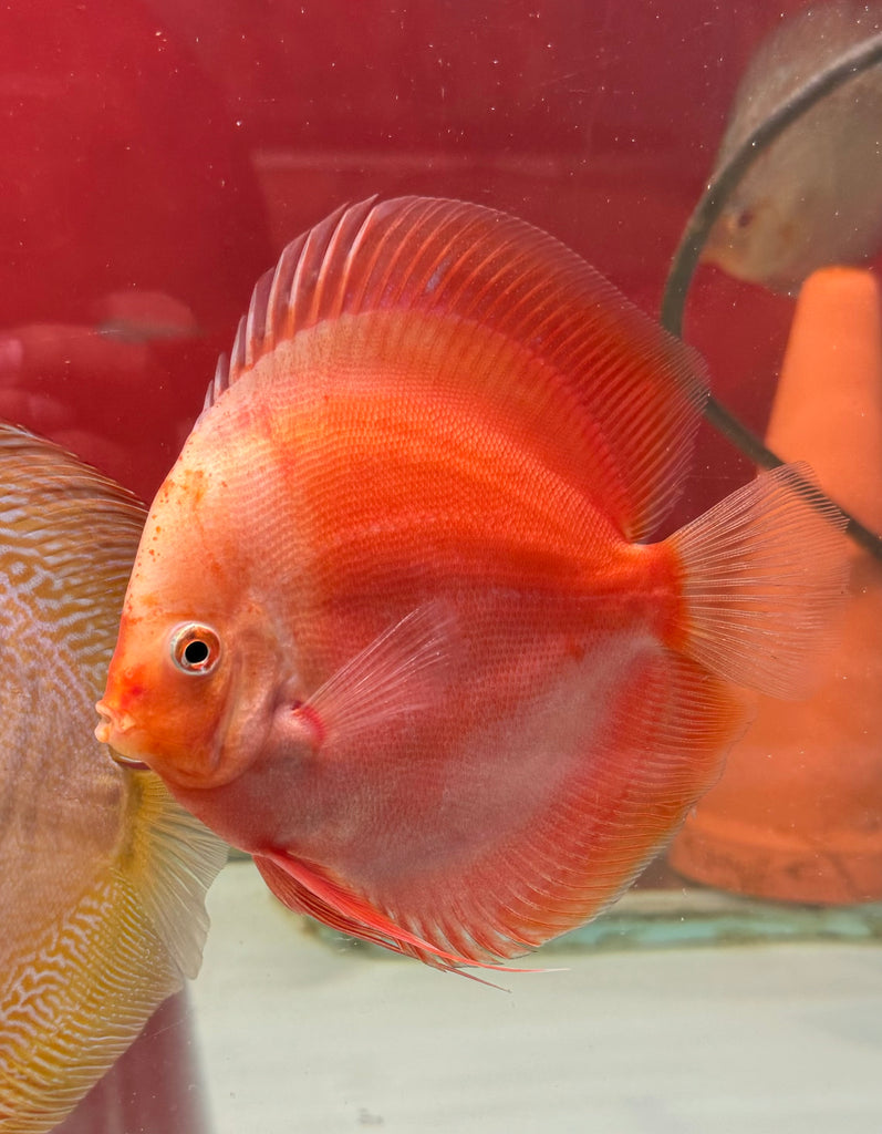 Super Red Valentine Discus