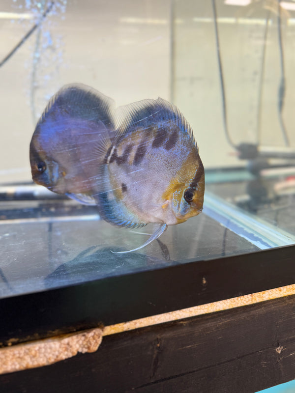 Blue Ghost w/Heckel Gene Discus Potential Pair