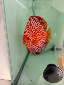 Blood Eagle Discus Potential Pair