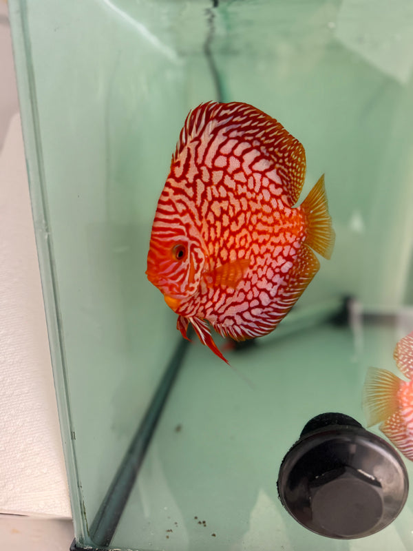 Blood Eagle Discus Potential Pair
