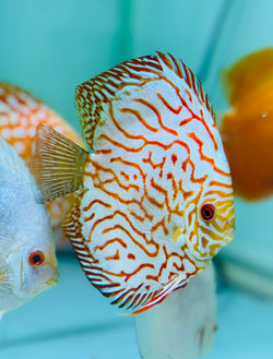 Eagle Checkerboard Discus