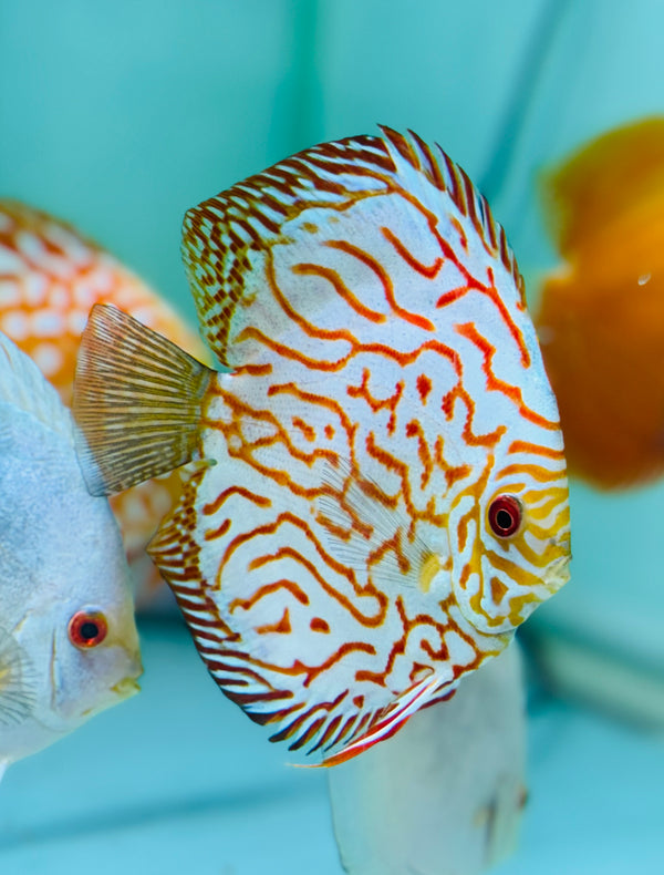 Eagle Checkerboard Discus