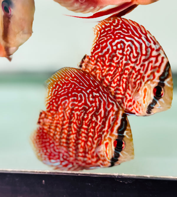 Maze Viper Discus