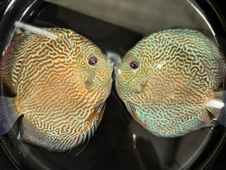 Royal Flora Snakeskin Discus Jumbo